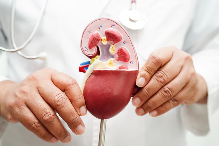 Anatomical kidney model used in urology evaluation